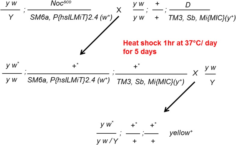 Figure 1—figure supplement 1.