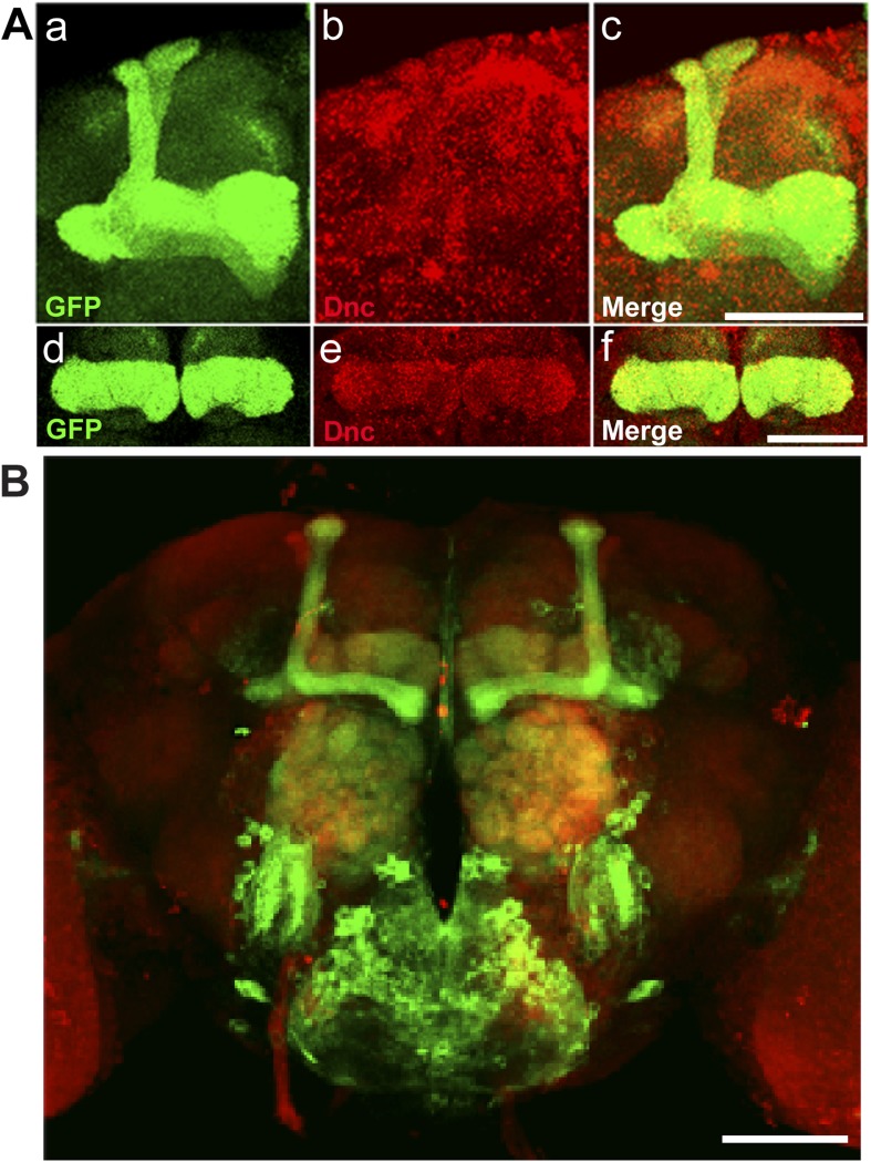 Figure 9—figure supplement 1.