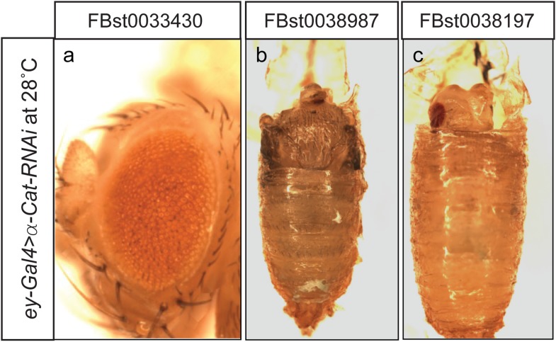 Figure 4—figure supplement 2.