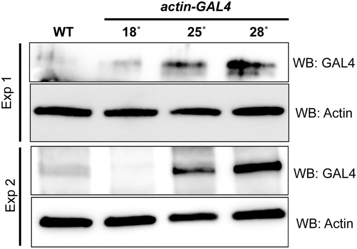 Figure 4—figure supplement 1.