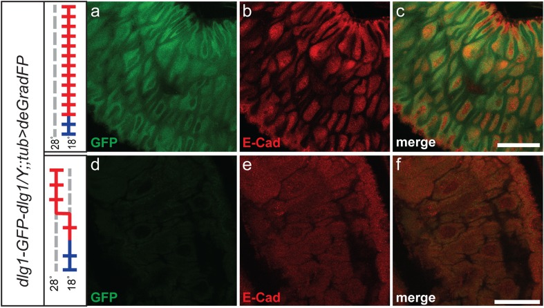 Figure 5—figure supplement 1.