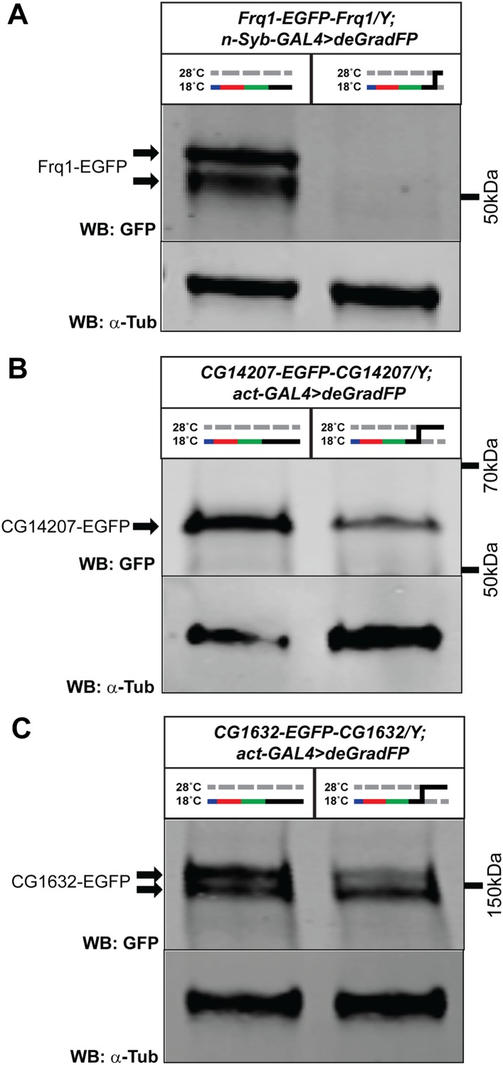 Figure 8—figure supplement 1.