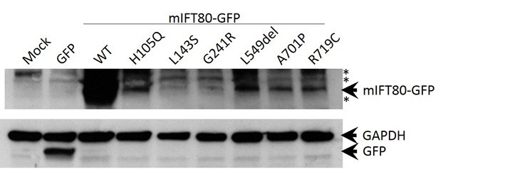 Figure 8—figure supplement 3.