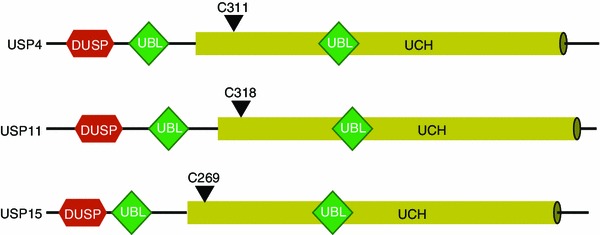 Figure 4