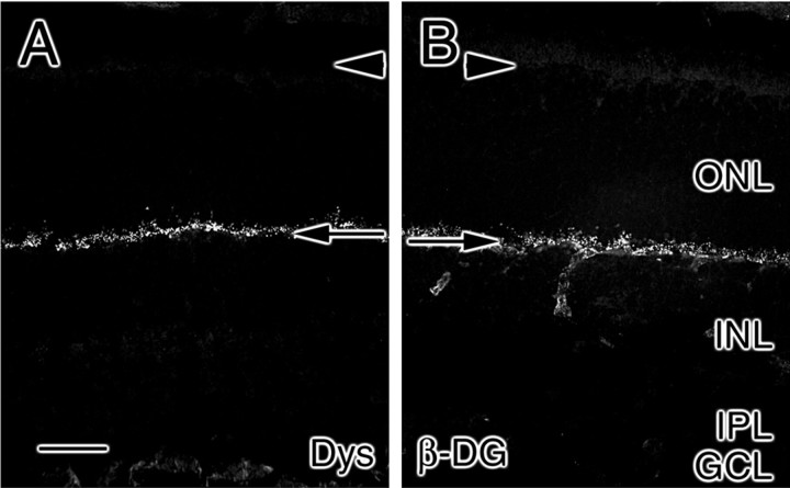 Fig. 12.