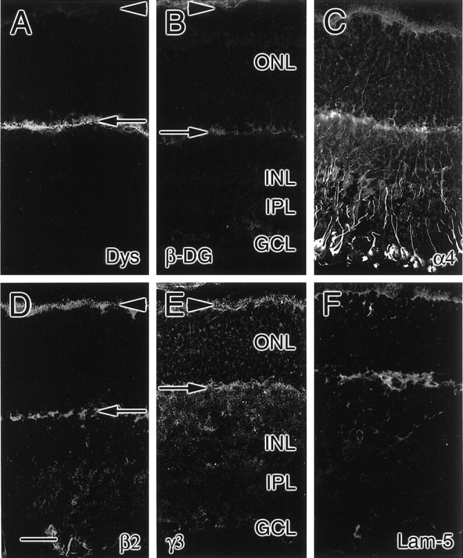 Fig. 11.