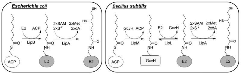 Fig. 10