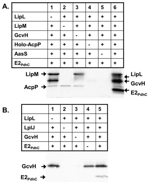 Fig. 3