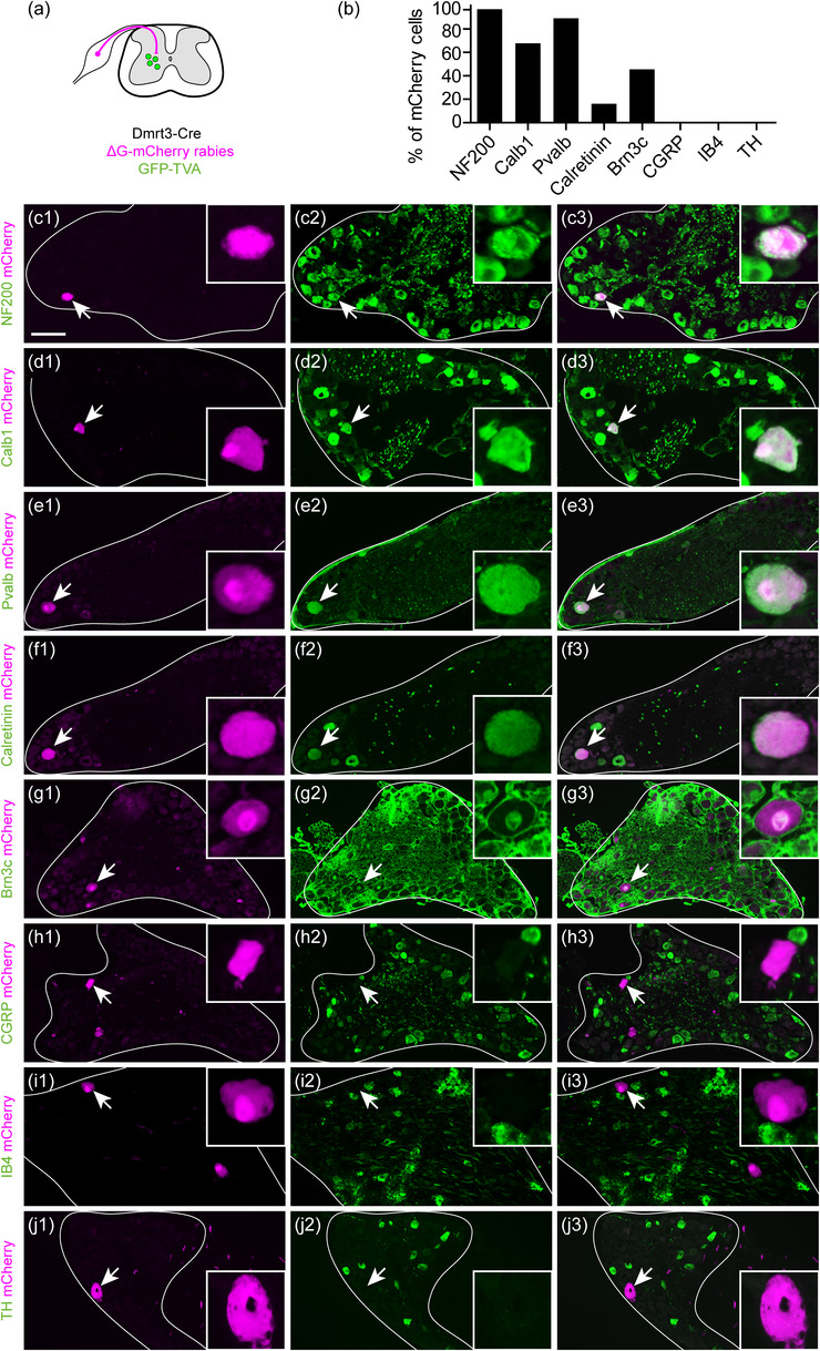 FIGURE 3