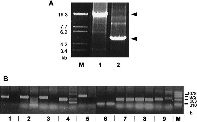 FIG. 5.