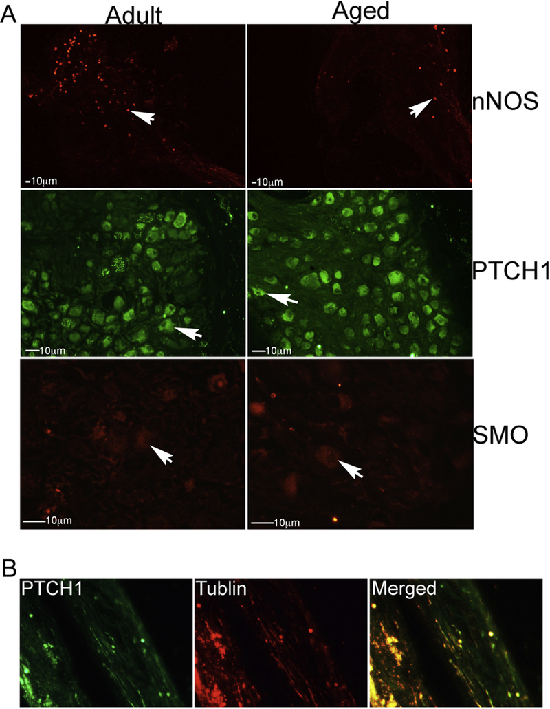 Figure 6: