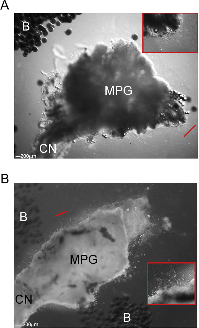 Figure 4: