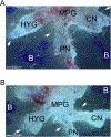 Figure 5: