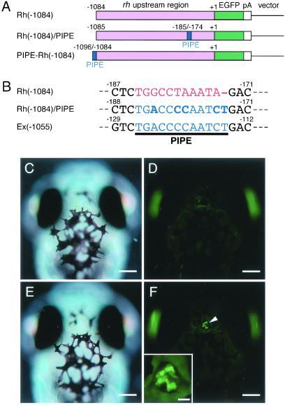 Fig 4.