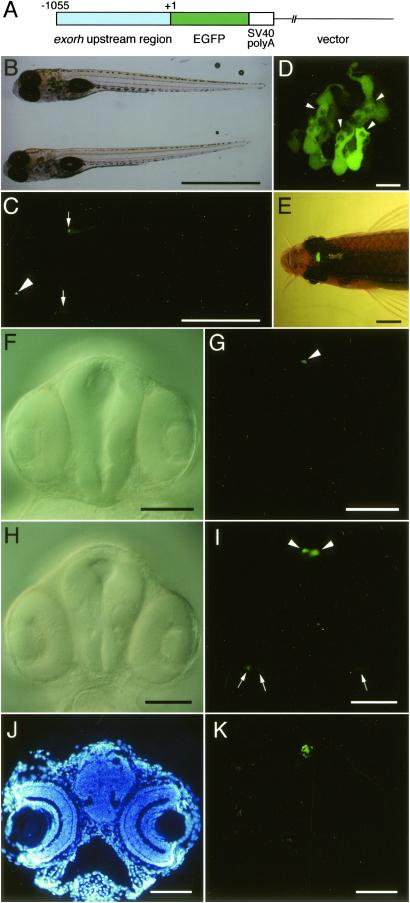 Fig 2.