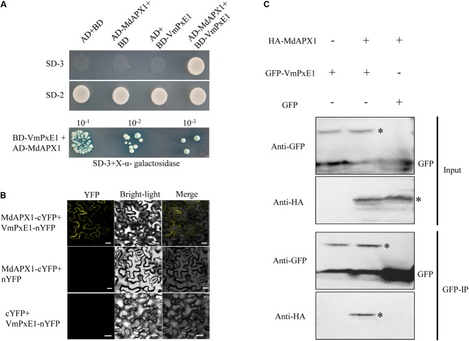 FIGURE 6