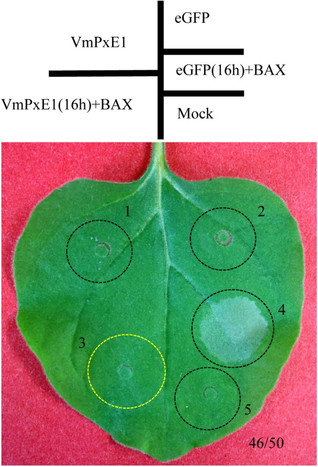 FIGURE 1