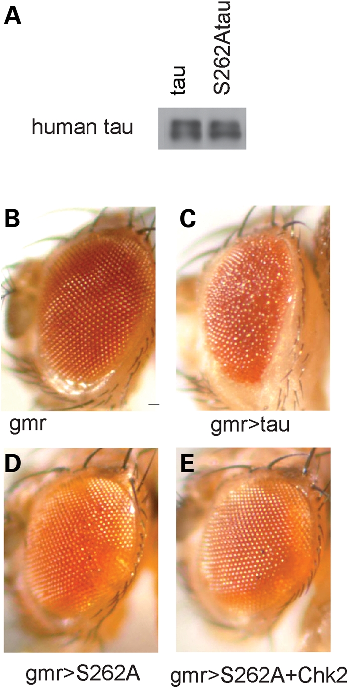 Figure 3.