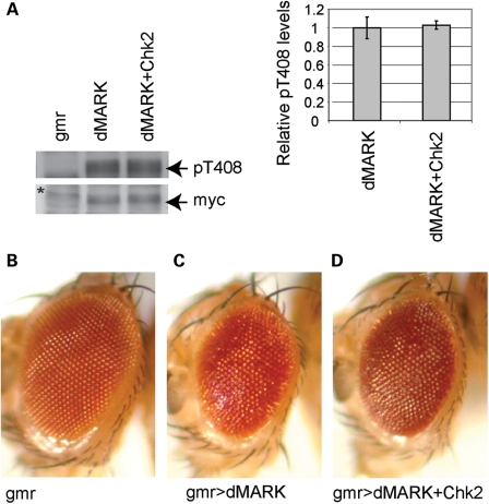 Figure 5.