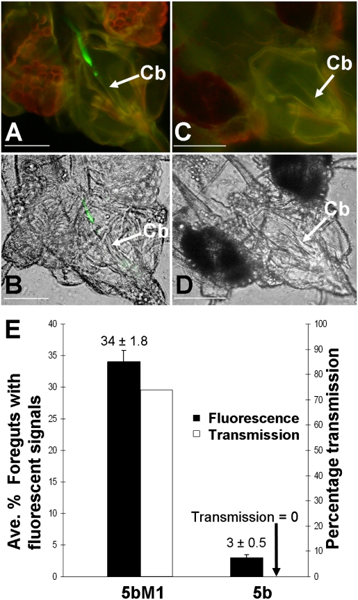 Fig. 3.