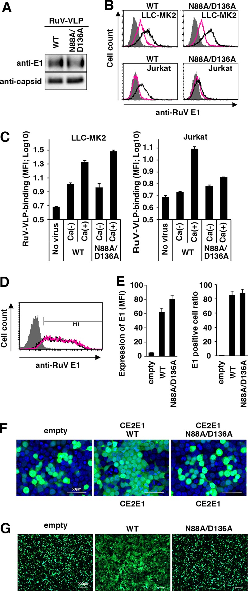 FIG 6