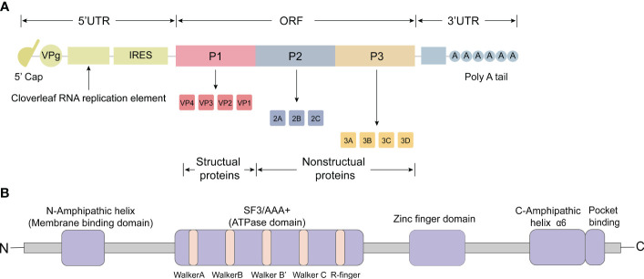 Figure 1