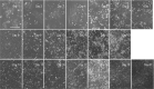 Figure 6