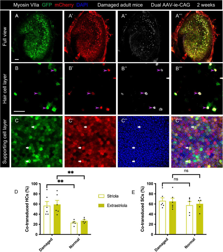 FIGURE 3