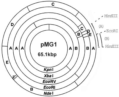 FIG. 2.