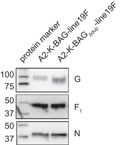 FIG 2