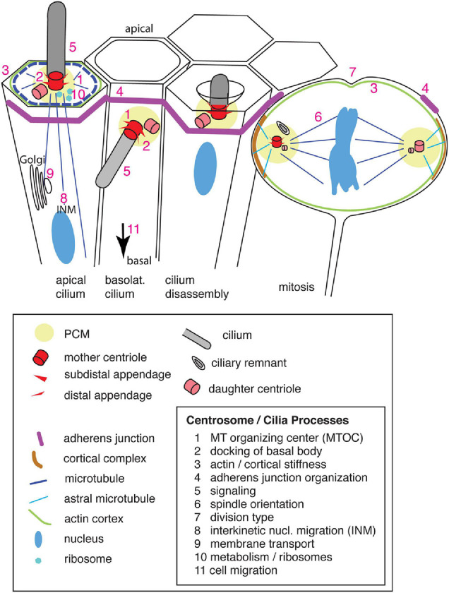 FIGURE 1