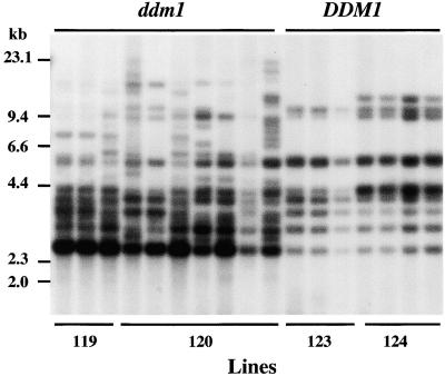 Figure 7.