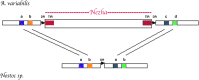 F<sc>IG</sc>. 2.—