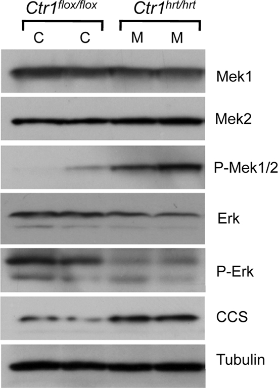 Fig 9