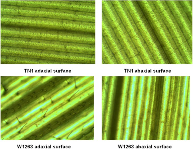 FIGURE 3