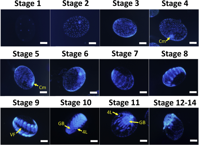 Figure 1