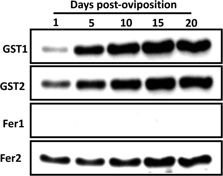 Figure 3