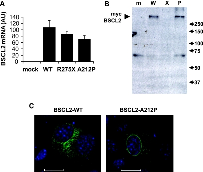 FIG. 4.