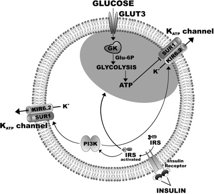 Fig. 10.