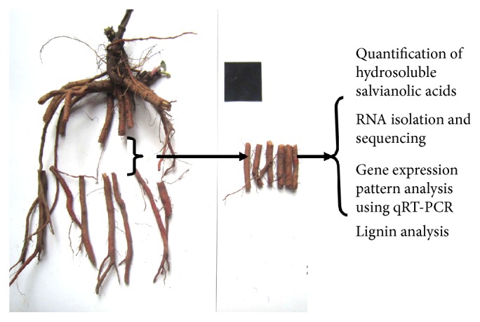 Figure 1