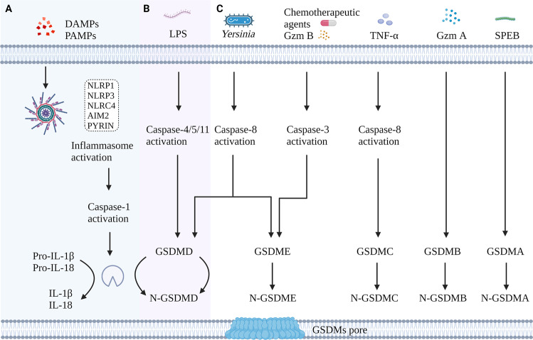 Fig. 1
