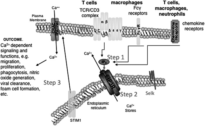 FIG. 2.