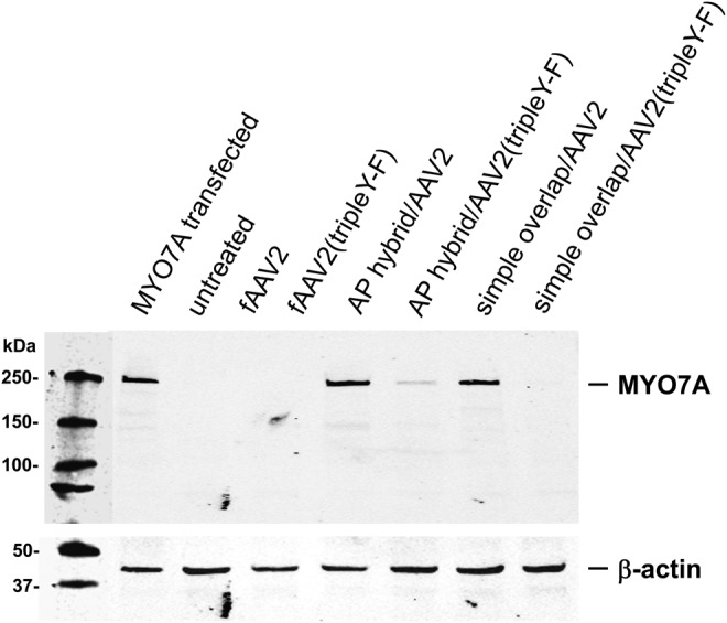 FIG. 3.