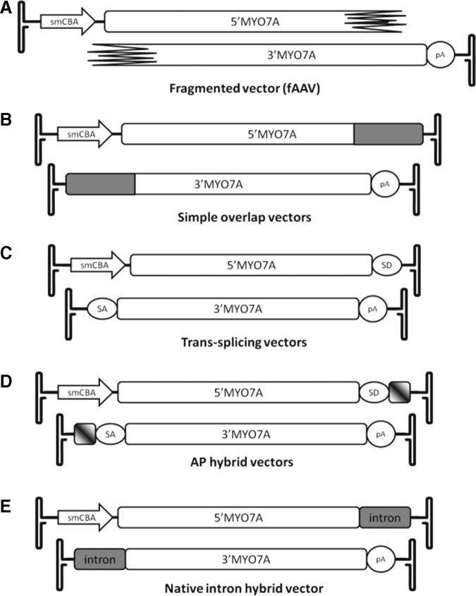 FIG. 1.