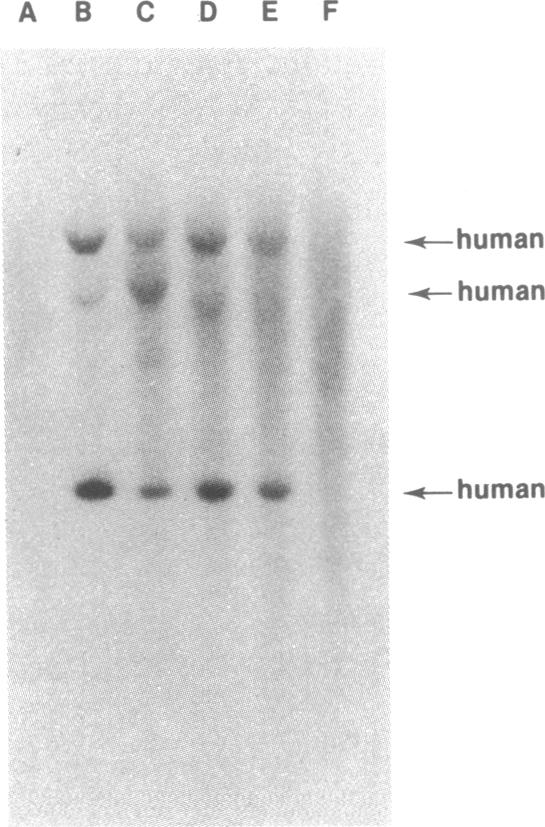 graphic file with name pnas00642-0142-a.jpg