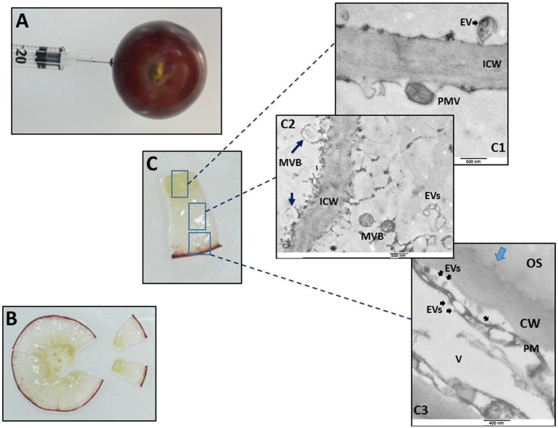 Fig. 2