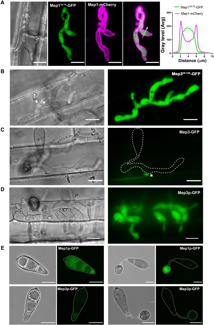 Figure 6.