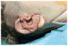 Fig. 18