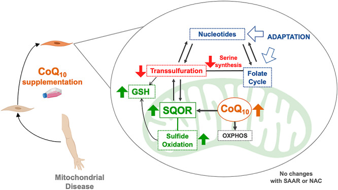 Graphical Abstract