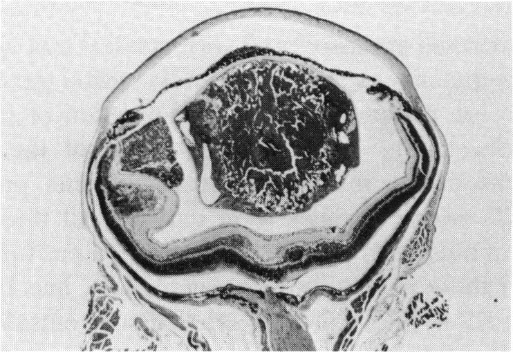 FIGURE 3 A